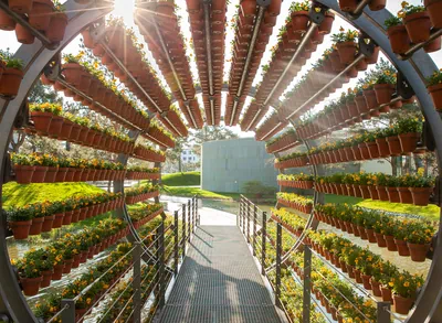 Flower pots in rotunda with sun