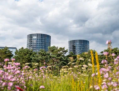 A colorful flower meadow with the two car towers in the background