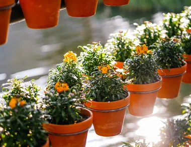Yellow plants in plant pots