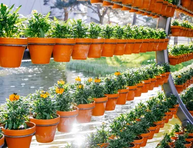 Yellow plants in a plant pot